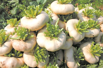 CAVOLO RAPA CINESE (PAN CAI) – VERDURA FRESCA DAL SAPORE DELICATO (1 PEZZO)