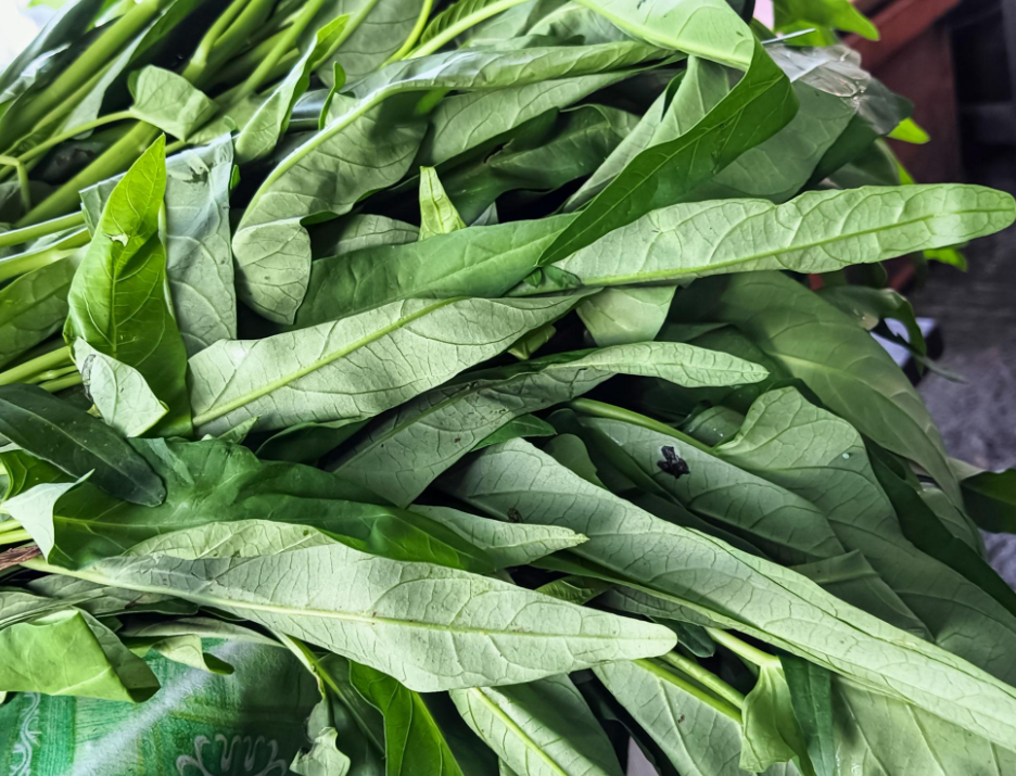 SPINACIO D’ACQUA (MORNING GLORY / KANGKUNG) – VERDURA ASIATICA FRESCA (500G)