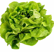 LATTUGA FRESCA – CROCCANTE, LEGGERA E NATURALE (1 PEZZO)