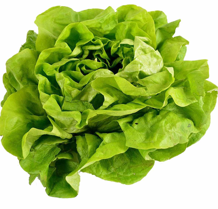 LATTUGA FRESCA – CROCCANTE, LEGGERA E NATURALE (1 PEZZO)