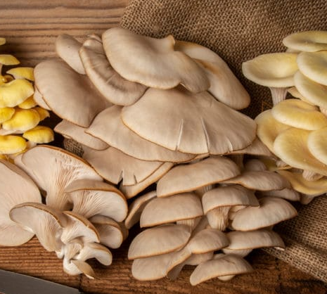 FUNGHI PLEUROTUS FRESCHI (ORECCHIONI) – DELICATI E SAPORITI (500G)